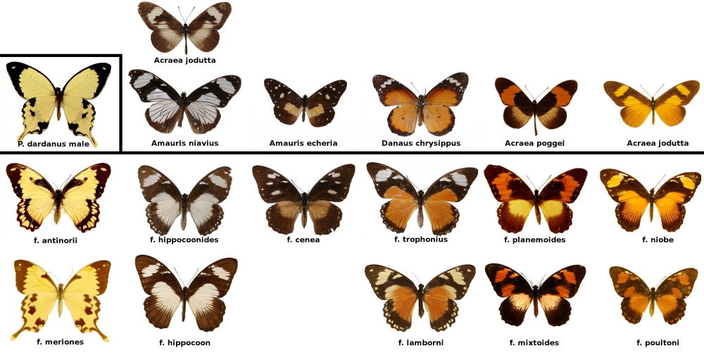 Şekil 1. Batesian Mimikri. Çizginin üstündeki türler: Taklit edilen modeller. Çizginin altındakiler: Taklitçi türler.
