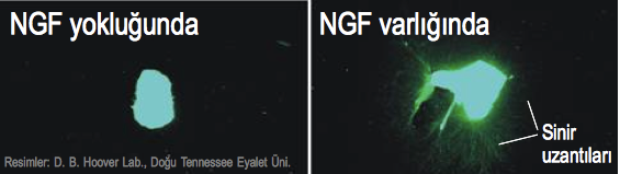 Şekil 2. Bir grup sinir hücresinin sinir büyüme etmeni (NGF) yokluğunda ve varlığında çeklimiş görüntüleri.