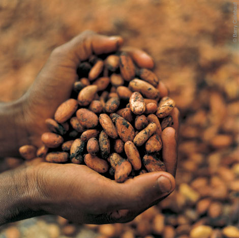 Kako çekirdekleri Kaynak: http://cocoasymposium.com/a-cocoa-bean-is-born/