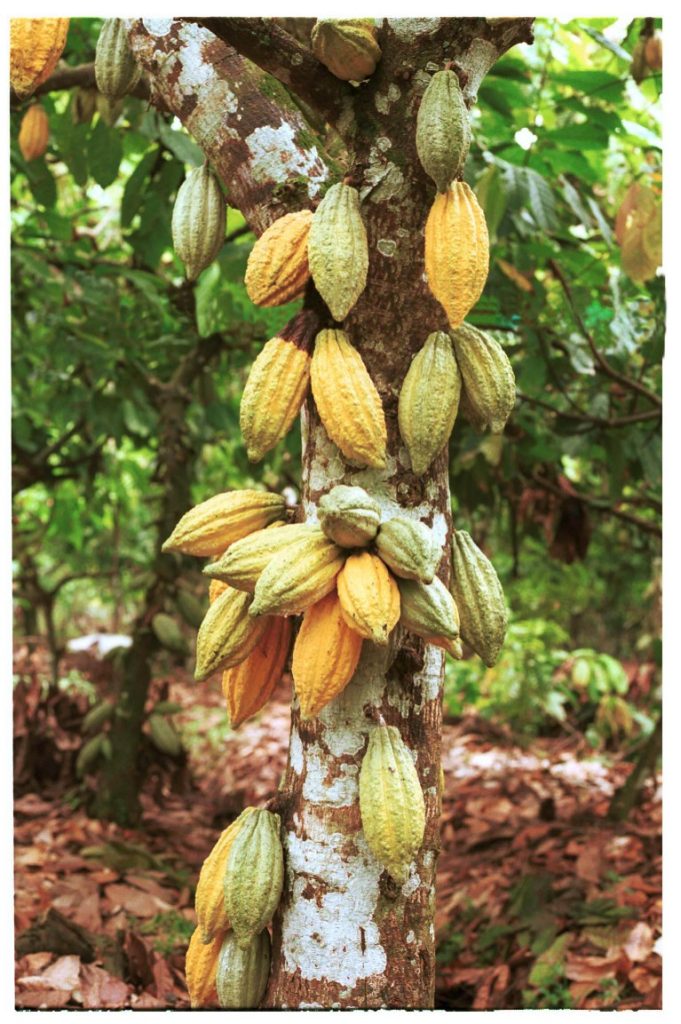 Kakao ağacı                                   Kaynak: http://arentwesweet.com/aboutus/choco.html