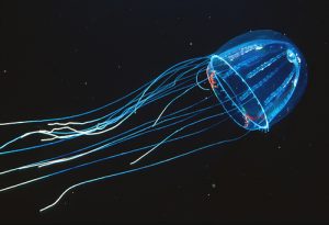 Colobonema denizanası (Flickr)