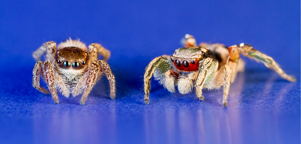 Solda kahverengi ağrıklı dişi ve sağda yüzü parlak kırmızı, bacakları yeşil ve turuncu olan erkek örümcekler