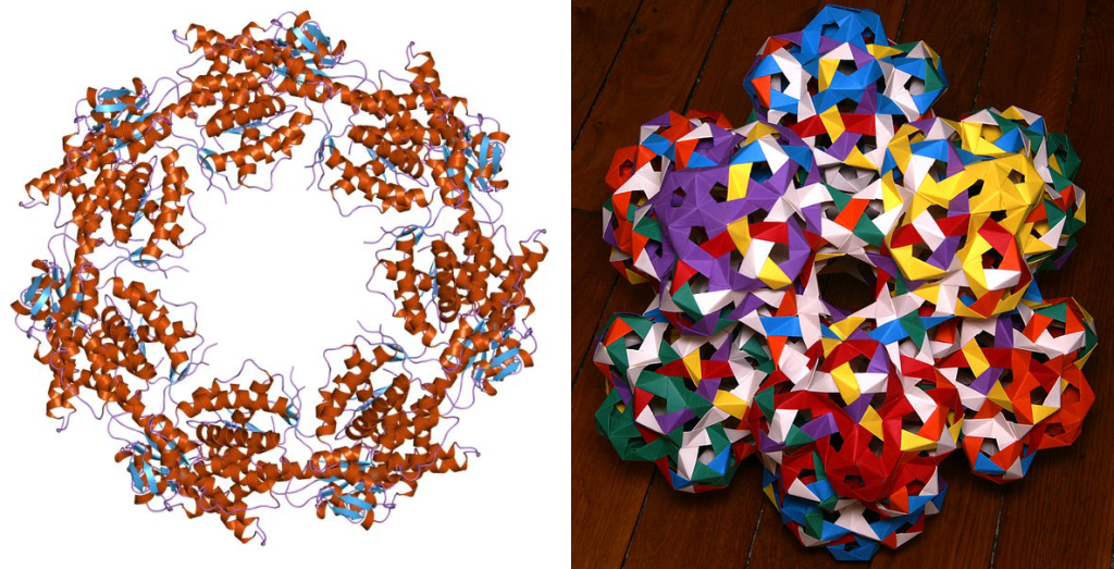 Resim 2. 14 zincirden oluşan ve diğer proteinleri yüksek sıcaklara karşı koruyan ısı şok proteini HSP60ın dördüncül yapısı (sol) ve 86 adet kağıt parçasından oluşan bir çokyüzlü (sağ, meraklısına adı: dodeka-dodeka-dodekahedron). Kaynaklar: [5,6]