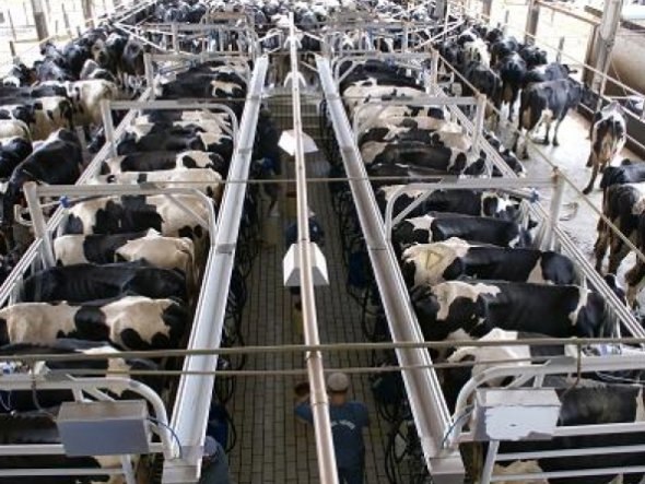 us-factory-farm-dairies-added-nearly-650-cows-every-day-between-1997-and-2007