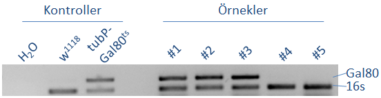 Şekil 6. Drosophila melanogaster örneklerinde Gal80 geninin polimeraz zincir tepkimesi ve %2’lik agaroz jeli elektroforezi ile incelenmesi.