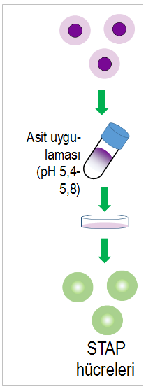Şekil 1. Obokata'nın yöntemine (2014) göre STAP hücresi üretimi yöntemi