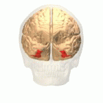 Şekil 2. Fusiform yüz bölgesinin beyindeki yerleşimi