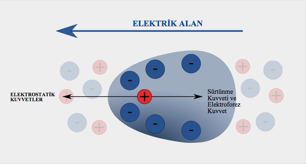 Şekil 6: Elektroforez etkisi. (c) Wikicommons