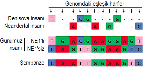 Şekil 2. Bulduğumuz yüzlerce genetik değişiklik arasında en fazla bilgi veren 12 genetik harf değişikliğinin iki Avrupa kromozomundaki dağılımları ve bu kromozomların şempanze, Neandertal ve başka bir arkaik insan türü olan Denisova referans genomları ile karşılaştırılması. Dikkat ederseniz, tek bir insan genomundan gelen iki kromozomun birisi şempanzeye yakınlık gösterirken, diğeri Neandertal ve Denisova genomlarına benzerlik gösteriyor. Değişik renkler, değişik genetik harflere denk geliyor. Tire işaretleri ise Neandertal ve Denisova genomlarından çözümlenememiş harflere denk geliyor. (Gokcumen vd., 2013’den değiştirilerek çevrildi.)