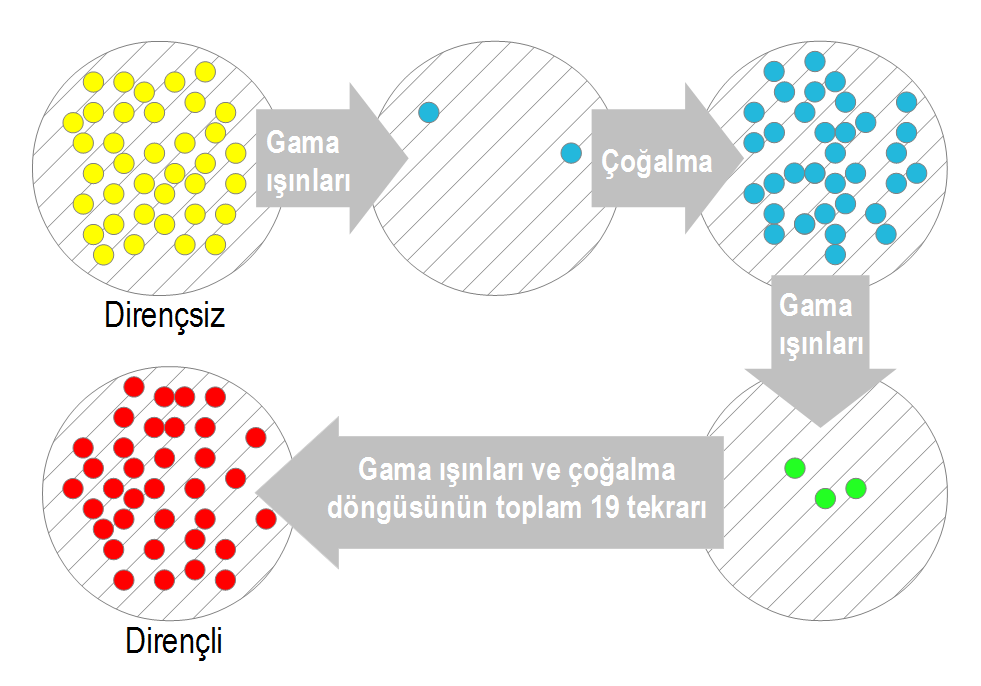 Şekil 3. Radyoaktif ışınlara direnç evrimi deneyinin özeti.