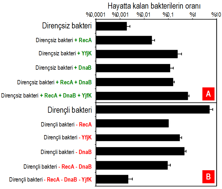 Şekil 4. (A) İlk, dirençsiz E. coli bakterilerine bahsi geçen genlerde değişinimler uygulandıkça gama ışınlarına karşı dirençleri artıyor. (B) Dirençli bakterilerden bahsi geçen genler normalleştirildikçe direnç kayboluyor.