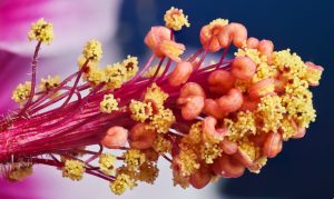 Hibiscus Pollens (Focus Stacked) (Detail)