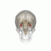 Resim 3 | Hipokampus beynin hafıza ile ilgili etkinliklerine dair bölümü. 1953’te ağır epilepsi nöbetlerinin tedavisi için hipokampusu alınan bir hastanın (Henry Molaison), o ünlü ameliyat sonrasında yaşadıklarını hafızasında tutamaması, dünyaya hipokampusun hafıza etkinliklerinde rolü olduğu gerçeğini göstermiştir. Bazı araştırmacılara göre hipokampus hafızanın tek merkezi, diğerilerine göre ise büyük bir hafıza etkinlik ağının sadece bir bölümü. Resimdeki kırmızı bölge insan hipokampusunun kafa içerisindeki konumunu gösteriyor. | Kaynak 