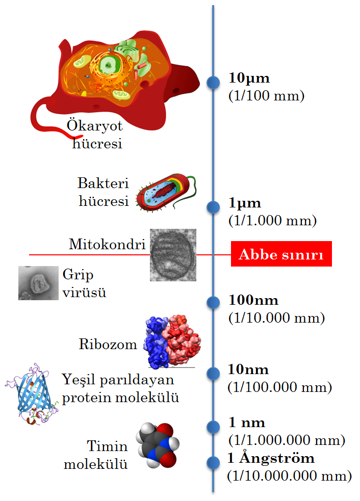 Şekil 3. Değişik biyolojik nesnelerin büyüklüklerinin Abbe sınırıyla mukayesesi (Huang, Babcock ve Zhuang’ın [2010] makalesinden değiştirilerek Türkçeleştirilmiştir.)