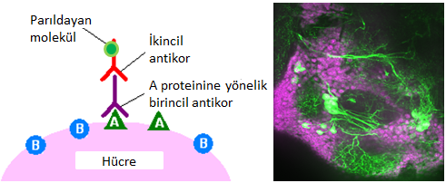 Şekil 4. Hücre içindeki belirli proteinlerin boyaması: Solda, hücredeki bir A proteininin, yalnızca o proteinle etkileşen bir “birincil” antikor ve bu antikorla etkileşen ve parıldayan bir “ikincil antikor” ile işaretlenmesinin çizimi görülüyor. Böylece A proteinine lazer tutulduğunda bir parıldama elde edilir. Sapğda ise buna bir örnek görülebilir: Burada sinir hücrelerinin çekirdiğinde bulunan bir protein (elav) mor renge, yalnızca bazı sinir hücrelerinin içinde bulunan bir enzim (tirozin hidroksilaz) ise yeşile boyanmış. Burada görülen, eşodaklı mikroskop sayesinde elde edilen 1 μm inceliğinde bir kesit. (Soldaki şema: Wikimedia; sağdaki görüntü: Ç. Yalgın ve H. T. Jacobs)