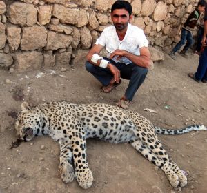 leopar_diyarbakir_2013
