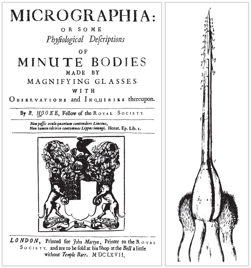 Şekil 2. Hooke’un çok satan kitabı Micrographia (solda) ve bu kitaptan bir arı iğnesi çizimi (sağda). (Kaynak: Project Gutenberg)
