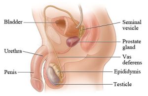 Erkek Üreme Sistemi