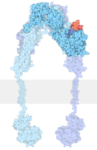 İnsülin almaç proteinin üç boyutlu yapısı, proteinlerin ne kadar karmaşık  ama aynı zamanda düzenli yapılar olduğuna iyi bir örnektir. Kaynak: http://www.rcsb.org