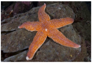 Resim 2: Rejeneratif yeteneği yüksek olan bir deniz yıldızı türü, Asterians rubens
