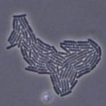 BAKTERİLER DE YAŞLANIR MI?