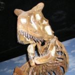 KUYRUKTAN GELEN KUVVET: CARNOTAURUS