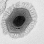 Bakteriden Büyük Virüs