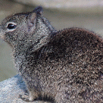 Dünya Isınıyor, Canlılar Küçülüyor!