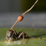 ZOMBİLEŞTİREBİLDİKLERİMİZDEN MİSİNİZ? : KONAĞINA HÜKMEDEN PARAZİTLER