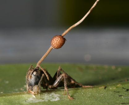 ZOMBİLEŞTİREBİLDİKLERİMİZDEN MİSİNİZ? : KONAĞINA HÜKMEDEN PARAZİTLER