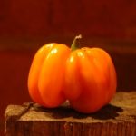 Acı biberler niye acı?