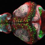 ZEBRA BALIĞI BAZI GÖZ HASTALIKLARININ TEDAVİSİNE IŞIK TUTUYOR