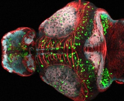 ZEBRA BALIĞI BAZI GÖZ HASTALIKLARININ TEDAVİSİNE IŞIK TUTUYOR