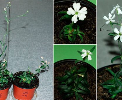 LABORATUVARDA DİRİLTİLEN 32 BİN YILLIK ÇİÇEK