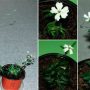 Silene_regenerated_plant (1)