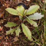 Hayli ağır bir otçul saldırısına uğramış bir horopito