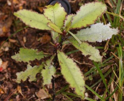 Hayli ağır bir otçul saldırısına uğramış bir horopito