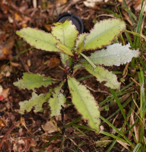 Hayli ağır bir otçul saldırısına uğramış bir horopito