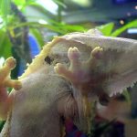 CANLI-TAKLİTÇİ ROBOTLAR 02: DUVAR GEZGİNLERİ