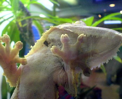 CANLI-TAKLİTÇİ ROBOTLAR 02: DUVAR GEZGİNLERİ