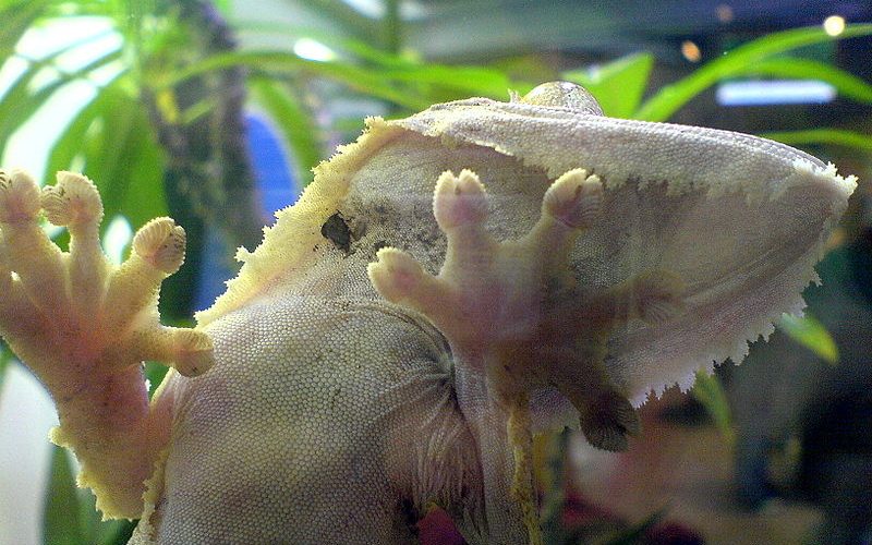 CANLI-TAKLİTÇİ ROBOTLAR 02: DUVAR GEZGİNLERİ