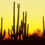 DİKENLİ ÇÖL BEKÇİLERİ: KAKTÜSLER