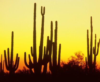 DİKENLİ ÇÖL BEKÇİLERİ: KAKTÜSLER