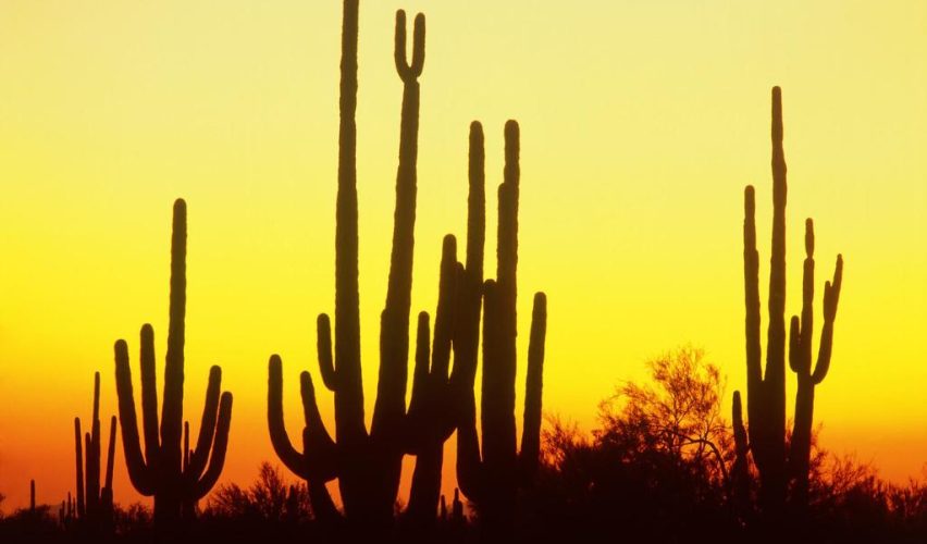 DİKENLİ ÇÖL BEKÇİLERİ: KAKTÜSLER