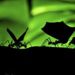 KARINCA SÜRÜSÜ OPTİMİZASYONU