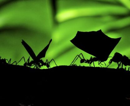 KARINCA SÜRÜSÜ OPTİMİZASYONU