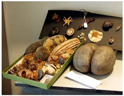 Picture 55 YEDEK DÜNYA: MILLENNIUM SEEDBANK