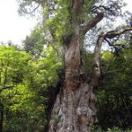 Çamlarda süpernova izleri mi var?