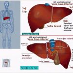 KARACİĞERİN ALKOLLE İMTİHANI
