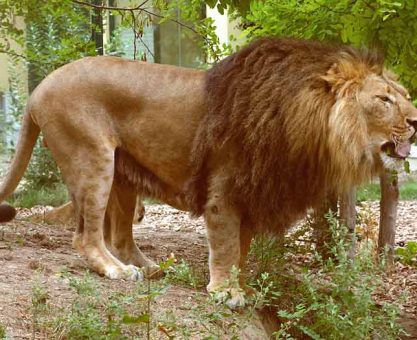 CANLI-TAKLİTÇİ ROBOTLAR 04: DÖRT BACAKLILAR